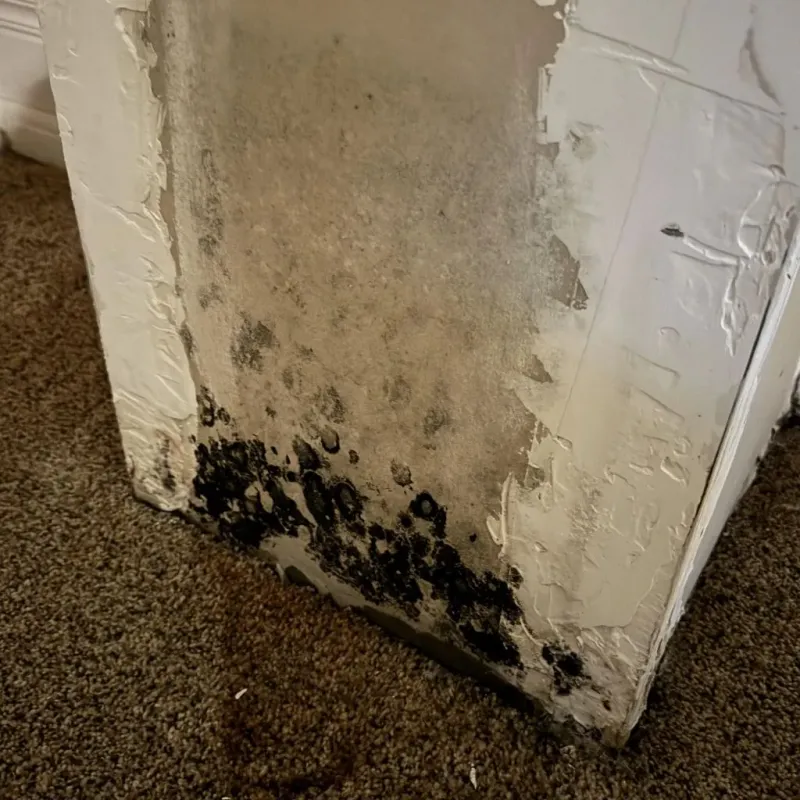 Professional Mold Removal in Alexandria, LA